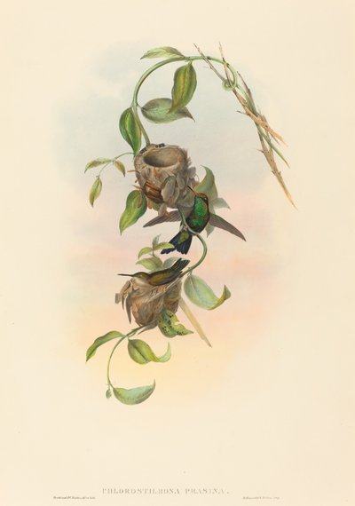 Chlorostilbona prasina (Puncherans Smaragd) von John Gould and H.C. Richter