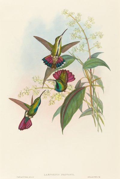 Lampornis prevosti von John Gould and H.C. Richter