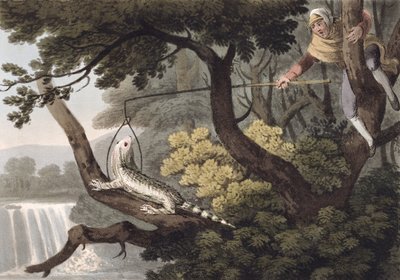 Mexikanischer Eidechsenfänger, graviert von Matthew Dubourg, veröffentlicht von Edward Orme von John Heaviside Clark