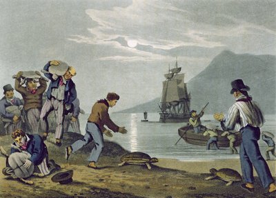 Schildkrötenfang an Land, graviert von Matthew Dubourg, veröffentlicht von Edward Orme, 1813 von John Heaviside Clark