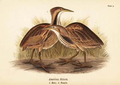 Amerikanische Rohrdommel, Botaurus lentiginosus, Männchen 1, Weibchen 2 von John James (after) Audubon