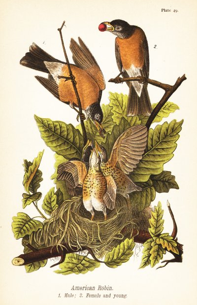 Wanderdrossel, Turdus migratorius, Männchen 1, Weibchen 2 und Jungvögel im Nest von John James (after) Audubon