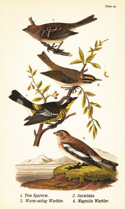 Amerikanischer Baumsperling, Spizelloides arborea 1, Schneeammer oder Schneeammer, Plectrophenax nivalis 2, Wurmfressender Waldsänger, Helmitheros vermivorum 3, und Magnolienwaldsänger, Setophaga magnolia 4 von John James (after) Audubon