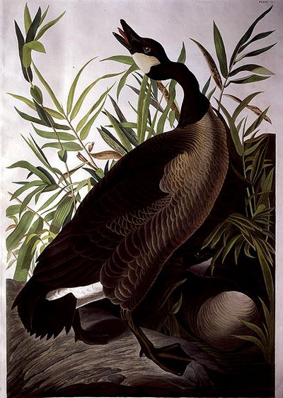 Kanadagans, aus 