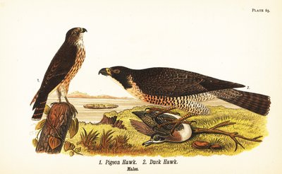 Merlin, Falco columbarius 1, und Wanderfalke mit Ente, Falco peregrinus 2 von John James (after) Audubon