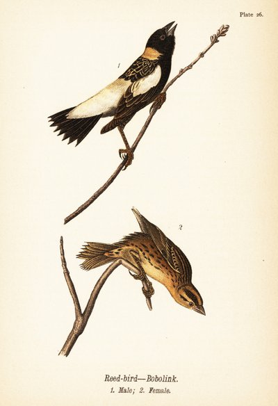Reisfink oder Bobolink, Dolichonyx oryzivorus, Männchen 1, Weibchen 2 von John James (after) Audubon