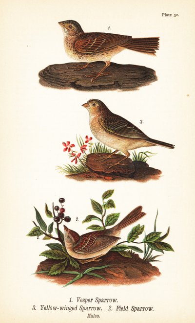 Vesperammer, Pooecetes gramineus 1, Heuschreckenammer, Ammodramus savannarum 2 und Feldsperling, Spizella pusilla 3 von John James (after) Audubon