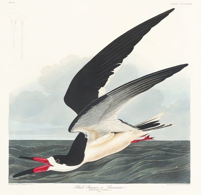 Schwarzschnabel aus Birds of America (1827) von John James Audubon