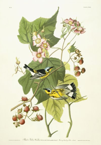 Schwarzgelber Waldsänger und blühende Himbeere, ca. 1826-1838 von John James Audubon