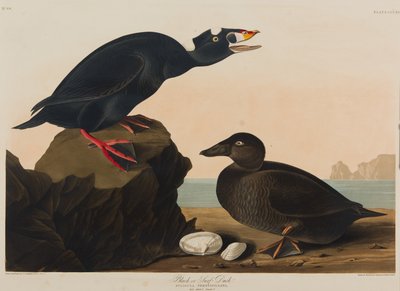 Schwarze Ente, 1836 von John James Audubon