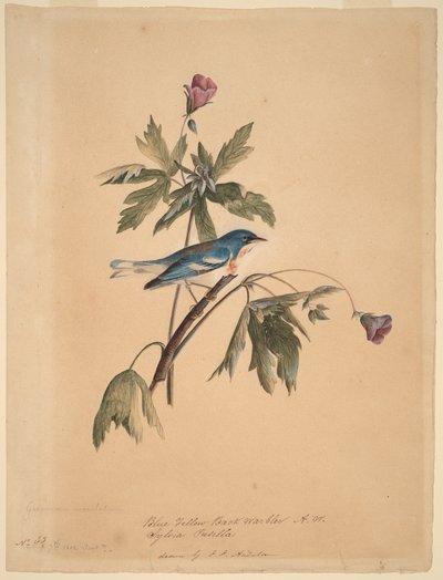 Blau-gelber Rückenwaldsänger von John James Audubon