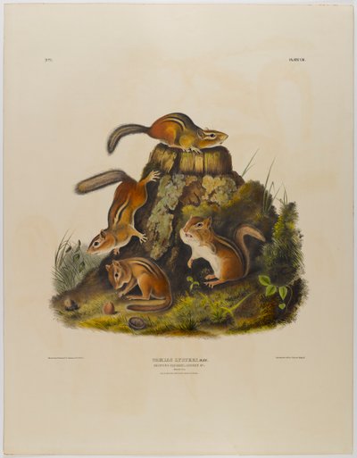 Streifenhörnchen Hackee von John James Audubon