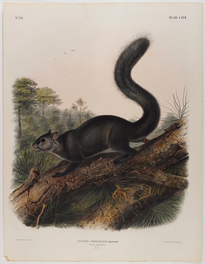 Dunkles Eichhörnchen von John James Audubon