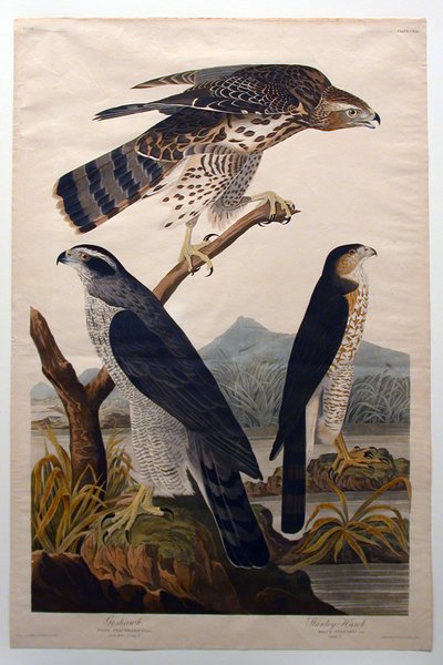 Habicht, Stanley-Habicht (Nr. 29) von John James Audubon