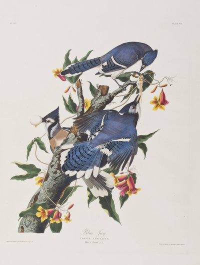 Illustration aus 