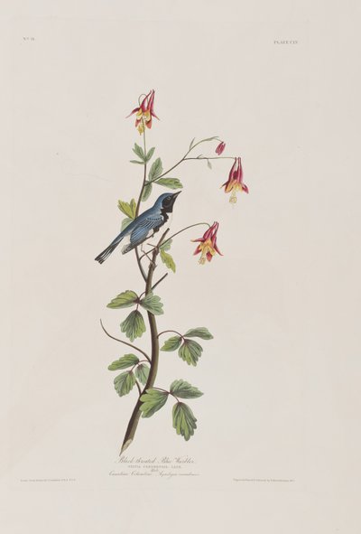 Illustration aus 