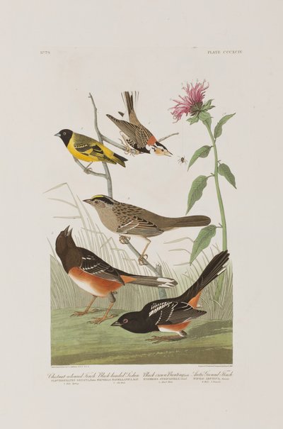 Illustration aus 
