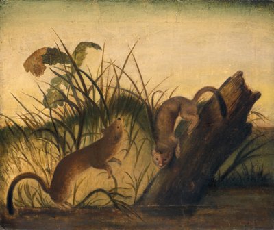 Langschwanzwiesel, ca. 1845 von John James Audubon