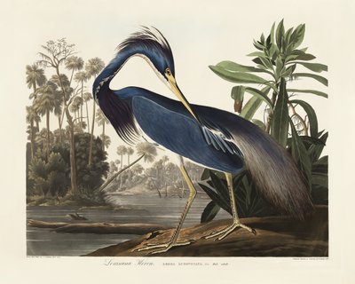 Louisiana-Reiher aus Birds of America (1827) von John James Audubon