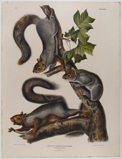 Wandereichhörnchen von John James Audubon