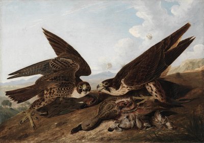 Wanderfalken (Entenfalken) von John James Audubon