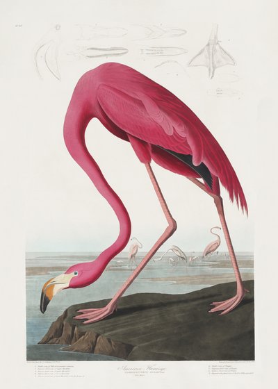 Rosa Flamingo aus Birds of America (1827) von John James Audubon