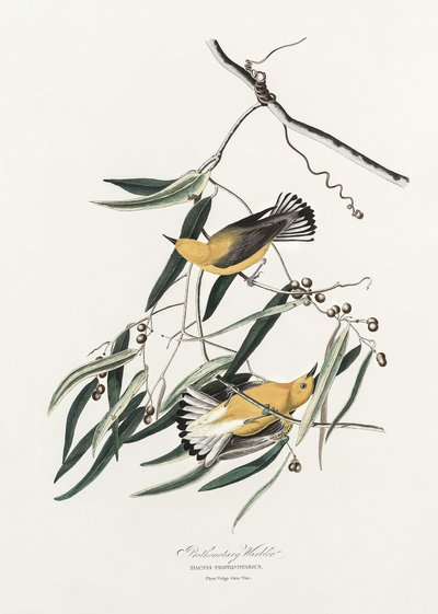 Goldwaldsänger aus Birds of America (1827) von John James Audubon