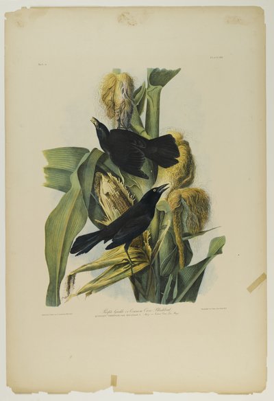 Purpurgrackel oder Gemeiner Krähenvogel, gedruckt von Julien Bien und veröffentlicht von Roe Lockwood & Son, 1861 von John James Audubon