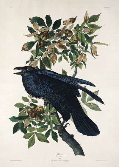 Rabe aus Birds of America (1827) von John James Audubon