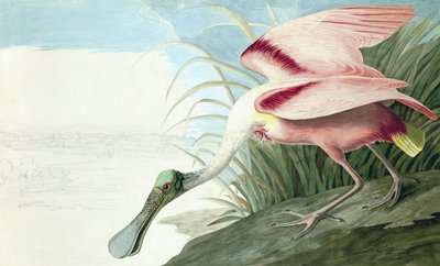Rosalöffler, Platalea Ajaja, aus "Die Vögel Amerikas" von John J. Audubon, veröffentlicht 1827-38 von John James Audubon