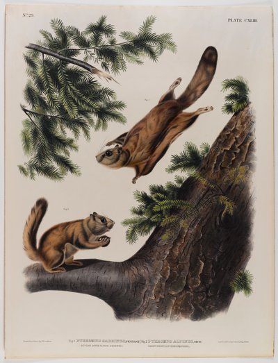 Severn River Flughörnchen (links) und Rocky Mountain Flughörnchen (rechts) von John James Audubon