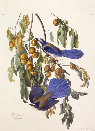 Der Florida-Buschhäher. Aus Die Vögel Amerikas, 1827-1838 von John James Audubon