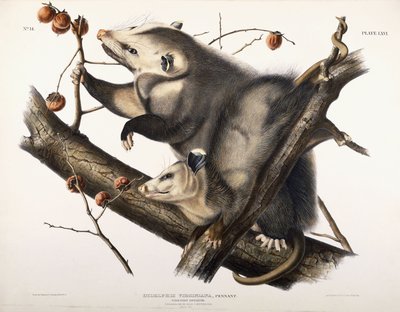 Virginischer Opossum, 1845 von John James Audubon