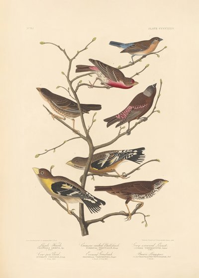 Lazuli-Fink von John James Audubon/ Rob Havell