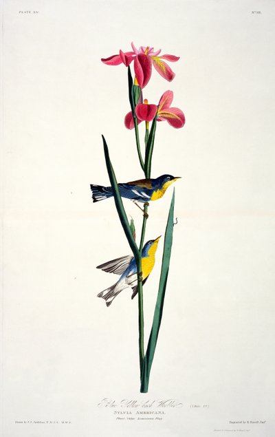 Blau-Gelb-Rücken-Waldsänger, aus Birds of America, graviert von Robert Havell (1793-1878) von John James after Audubon
