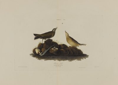 Braunlerche, aus Birds of America, graviert von Robert Havell (1793-1878) von John James after Audubon