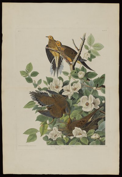 Karolina-Taube oder Turteltaube, aus Birds of America, graviert von Robert Havell (1793-1878) von John James after Audubon