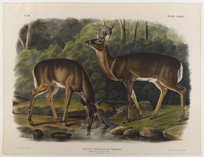 Gewöhnlicher oder Virginia-Hirsch, graviert von John T. Bowen (1801-ca. 1856) 1848 von John James after Audubon