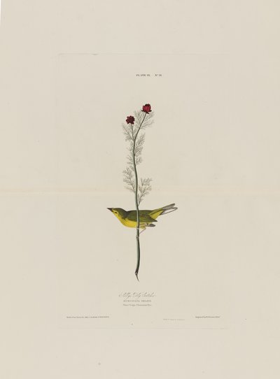 Selbys Fliegenschnäpper, aus Birds of America, graviert von Robert Havell (1793-1878) von John James after Audubon