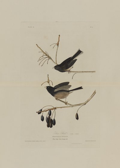 Schneevogel, aus Birds of America, graviert von Robert Havell (1793-1878) von John James after Audubon