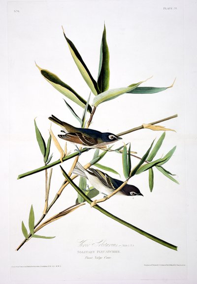Einsamer Fliegenschnäpper, aus Birds of America, graviert von Robert Havell (1793-1878) von John James after Audubon