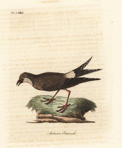 Rotflügel-Brachschwalbe, Glareola pratincola. Handkolorierte Kupferstichzeichnung und -gravur von John Latham aus seinem eigenen A General History of Birds, Winchester von John Latham