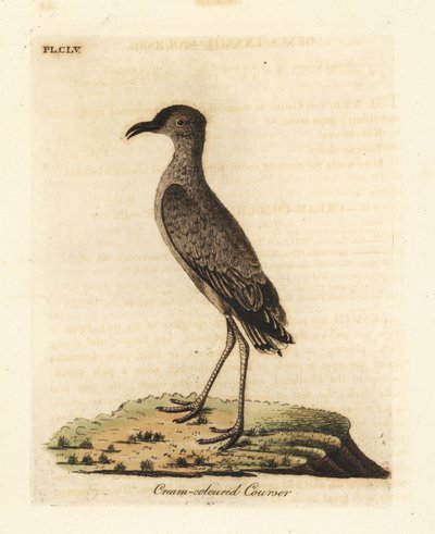 Cremefarbener Renner, Cursorius cursor (Cursorius europaeus). Handkolorierter Kupferstich gezeichnet und graviert von John Latham aus seiner eigenen 