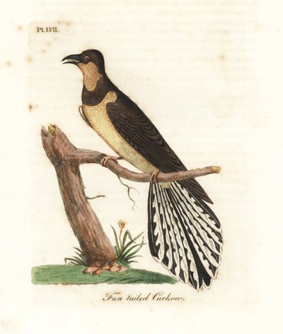 Fächerschwanzkuckuck, Cacomantis flabelliformis (Fächerschwanzkuckuck, Cuculus flabelliformis). Handkolorierte Kupferplatte gezeichnet und graviert von John Latham aus seiner eigenen A General History of Birds, Winchester von John Latham
