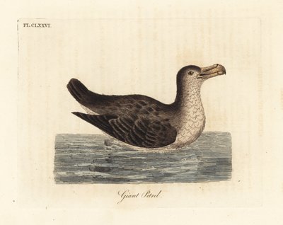 Riesensturmvogel, Macronectes giganteus (als Precellaria gigantea, Fehler für Procellaria gigantea). Handkolorierte Kupferplatte gezeichnet und graviert von John Latham aus seiner eigenen 