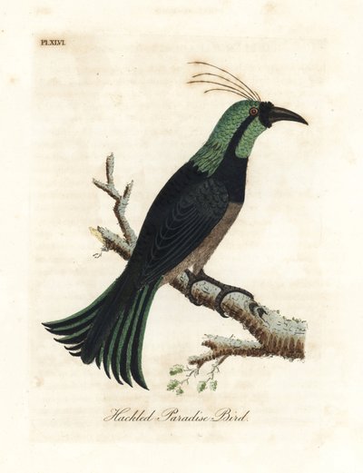 Gefranster Paradiesvogel, möglicherweise eine Hybride oder ausgestorbene Art. Handkolorierte Kupferstichzeichnung und -gravur von John Latham aus seiner eigenen A General History of Birds, Winchester von John Latham