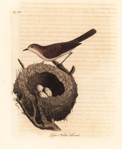 Klappergrasmücke, Sylvia curruca, mit Nest und Eiern. Handkolorierte Kupferstichzeichnung und -gravur von John Latham aus seiner eigenen A General History of Birds, Winchester von John Latham