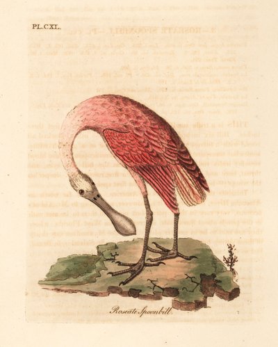 Rosalöffler, Platalea ajaja. Handkolorierte Kupferstichzeichnung und -gravur von John Latham aus seiner eigenen A General History of Birds, Winchester von John Latham