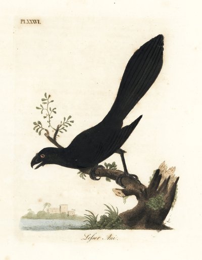 Glattbilled Ani oder Kleiner Ani, Crotophaga ani. Handkolorierter Kupferstich gezeichnet und graviert von John Latham aus seiner eigenen 