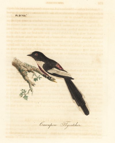 Weißbauch-Minivet, Pericrocotus erythropygius (Cawnpore-Fliegenschnäpper). Indien. Handkolorierte Kupferplatte gezeichnet und graviert von John Latham aus seiner eigenen A General History of Birds, Winchester von John Latham